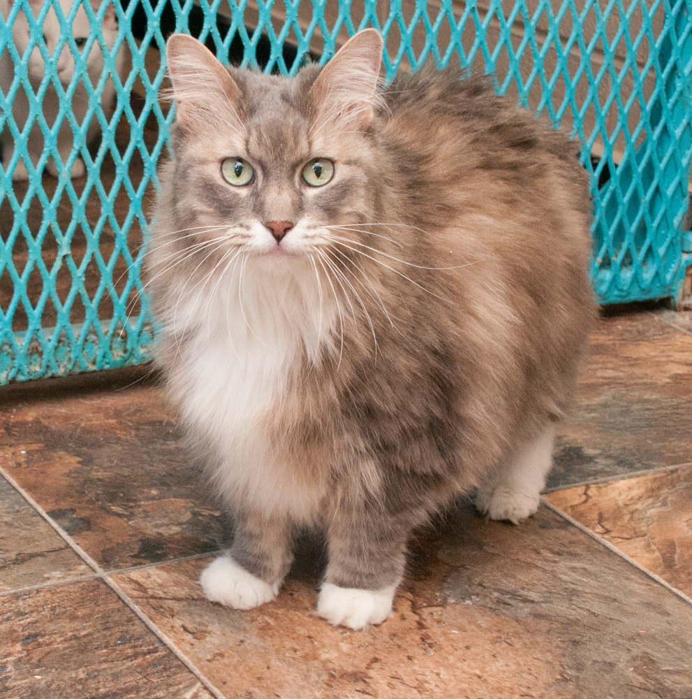 Elsie, an adoptable Tabby in Westminster, CO, 80031 | Photo Image 2