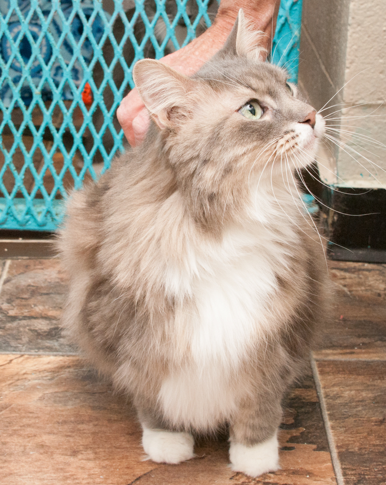 Elsie, an adoptable Tabby in Westminster, CO, 80031 | Photo Image 3