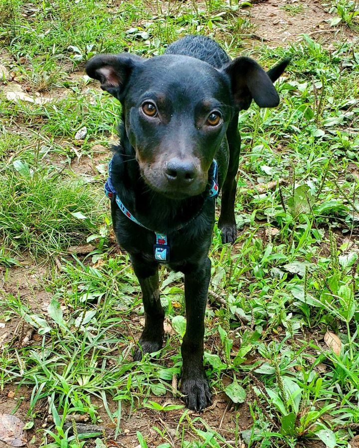Flynn, an adoptable Rat Terrier & Dachshund Mix in Springfield, MO_image-2