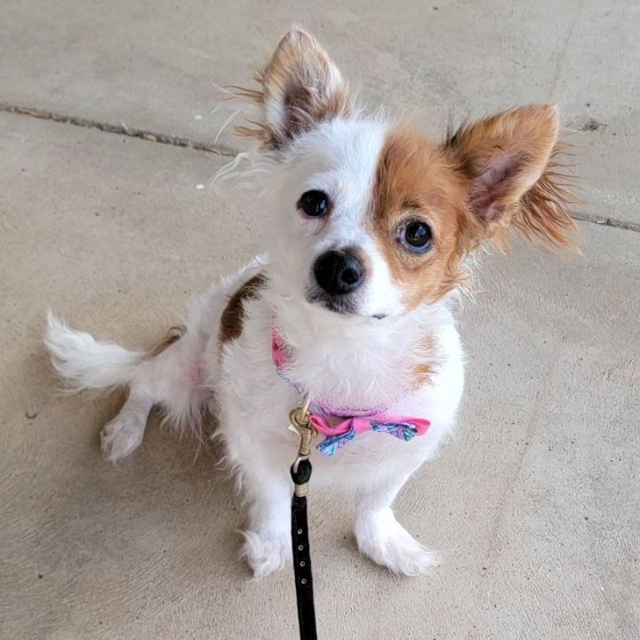 pomeranian spaniel mix