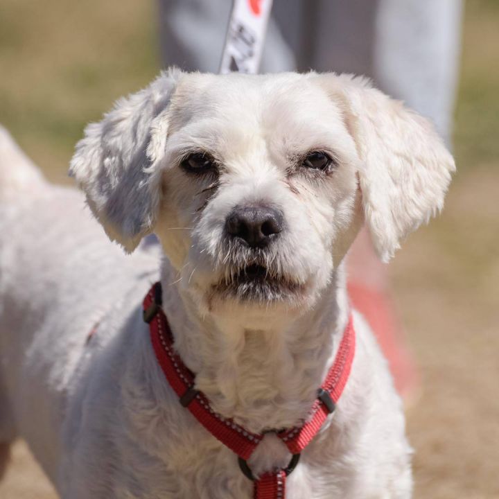 is there a boxer poodle mix