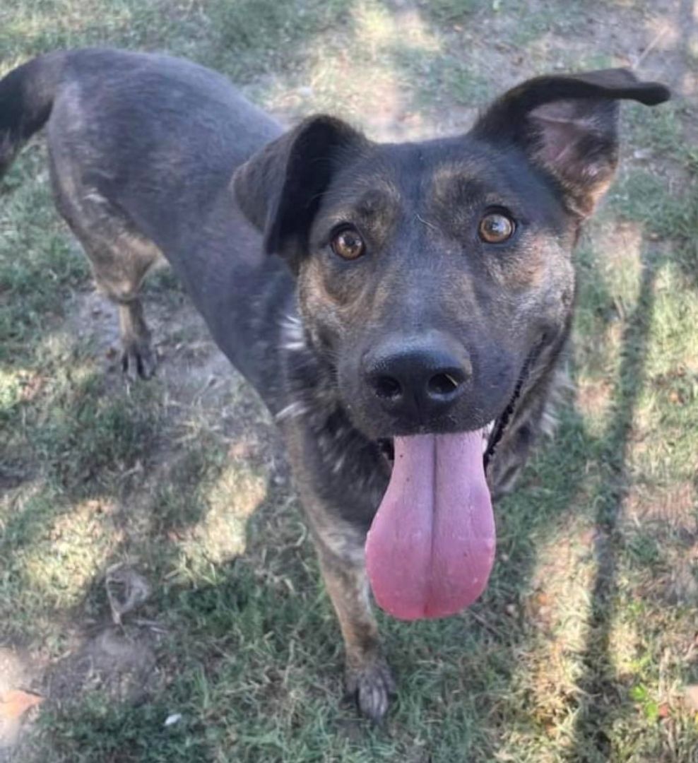 Barkley, an adoptable Shepherd in Las Vegas, NV, 89136 | Photo Image 3