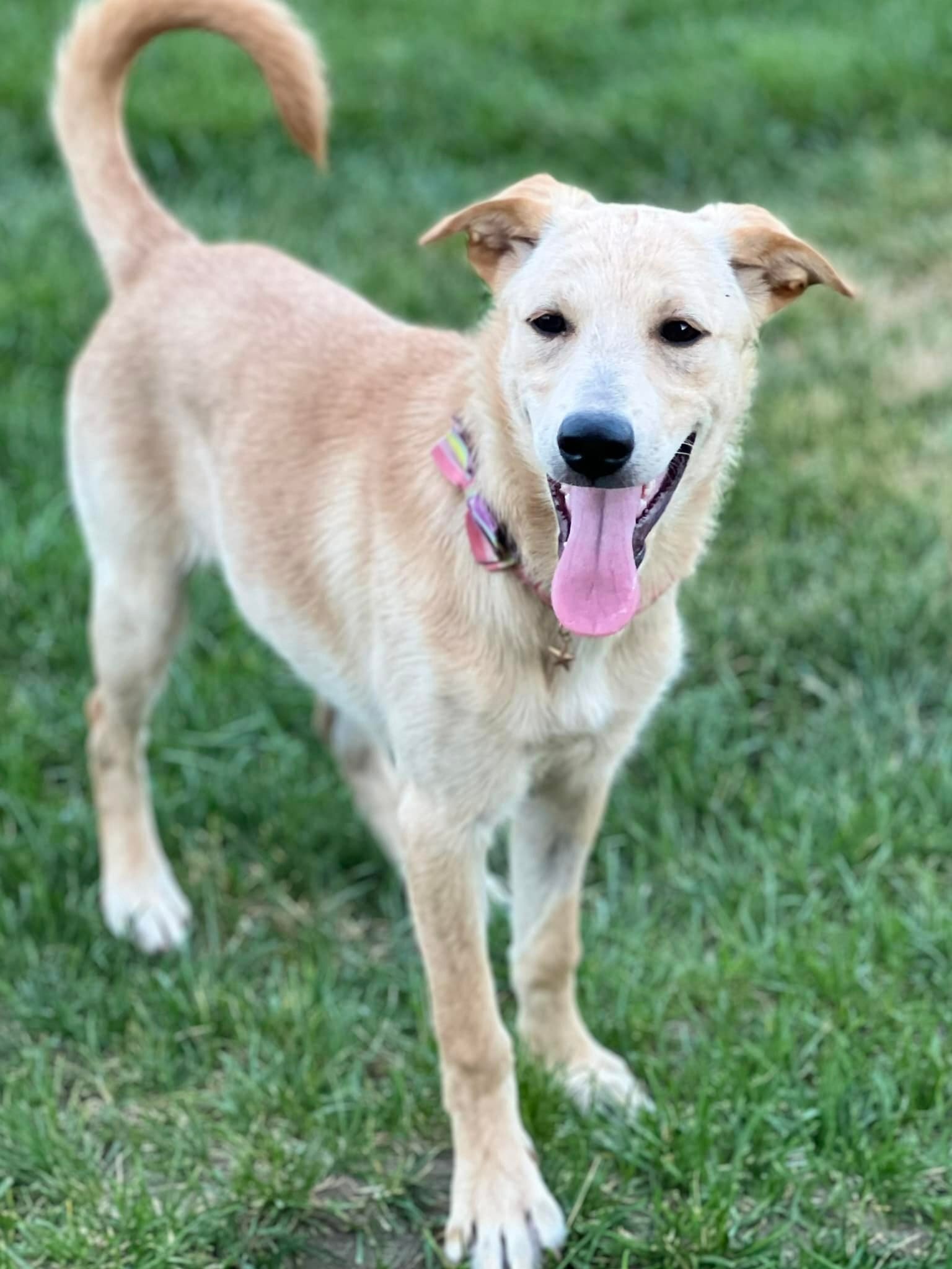 Labrador retriever german sales shepherd mix