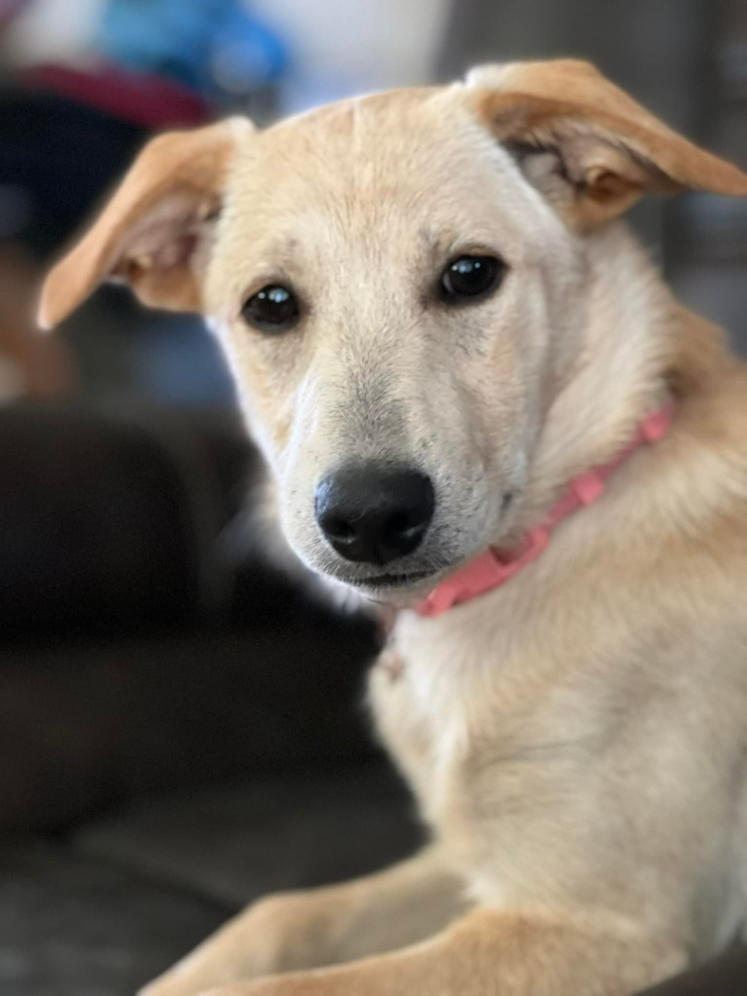 Genesis, an adoptable Labrador Retriever, German Shepherd Dog in West Richland, WA, 99353 | Photo Image 2