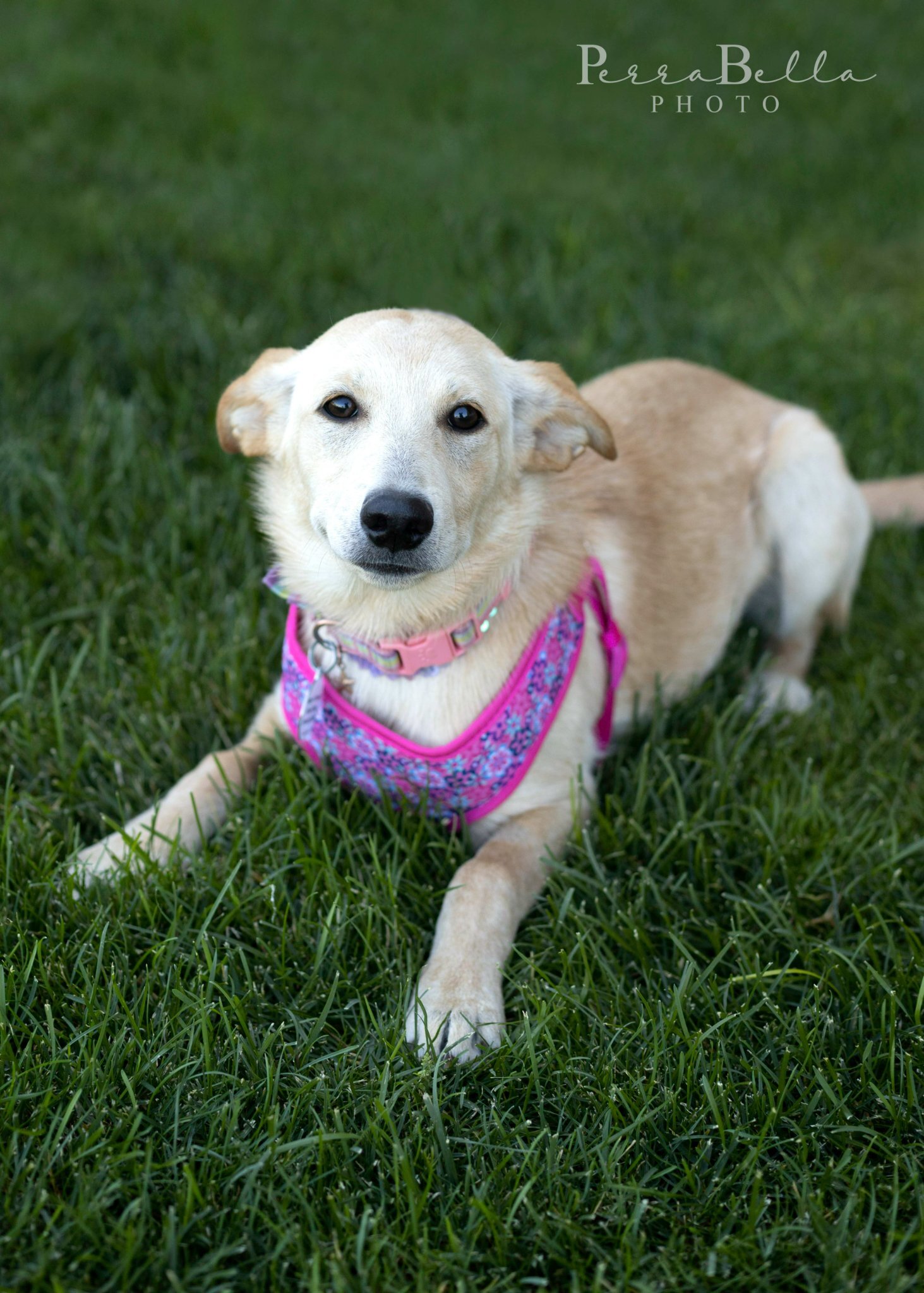 Genesis, an adoptable Labrador Retriever, German Shepherd Dog in West Richland, WA, 99353 | Photo Image 3