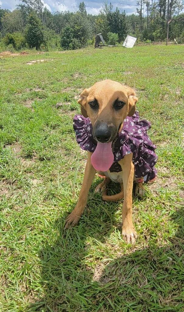 Blossom, an adoptable Black Mouth Cur in Glenmora, LA, 71433 | Photo Image 2