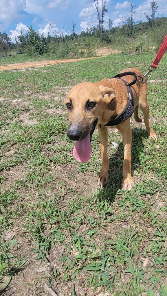 Blossom, an adoptable Black Mouth Cur in Glenmora, LA, 71433 | Photo Image 3