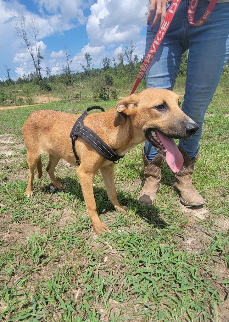 Blossom, an adoptable Black Mouth Cur in Glenmora, LA, 71433 | Photo Image 4