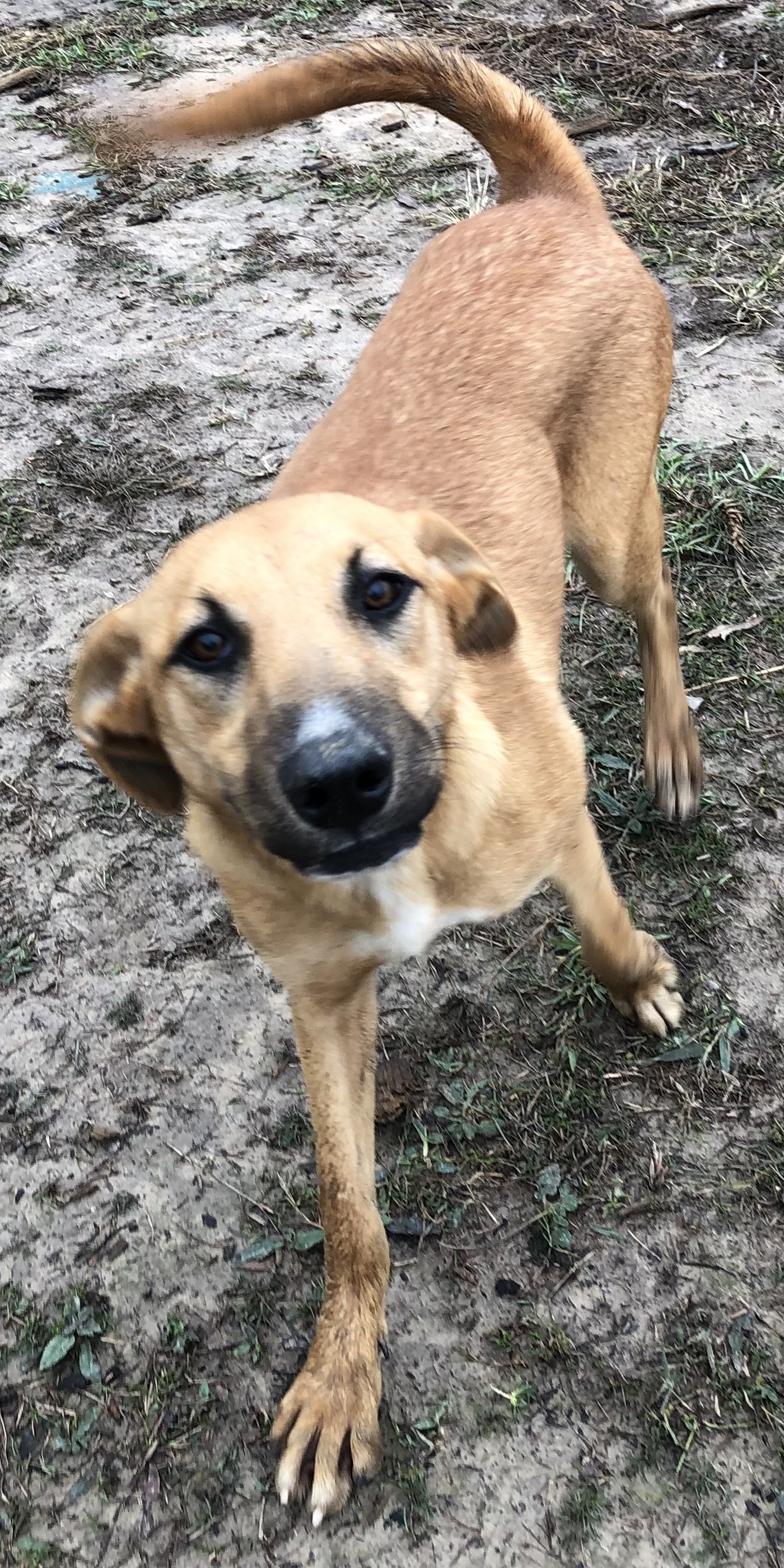 Blossom, an adoptable Black Mouth Cur in Glenmora, LA, 71433 | Photo Image 1