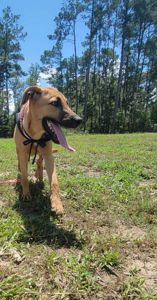 Willow, an adoptable Black Mouth Cur in Glenmora, LA, 71433 | Photo Image 2