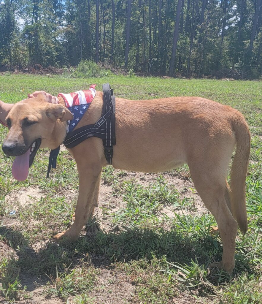 Willow, an adoptable Black Mouth Cur in Glenmora, LA, 71433 | Photo Image 4