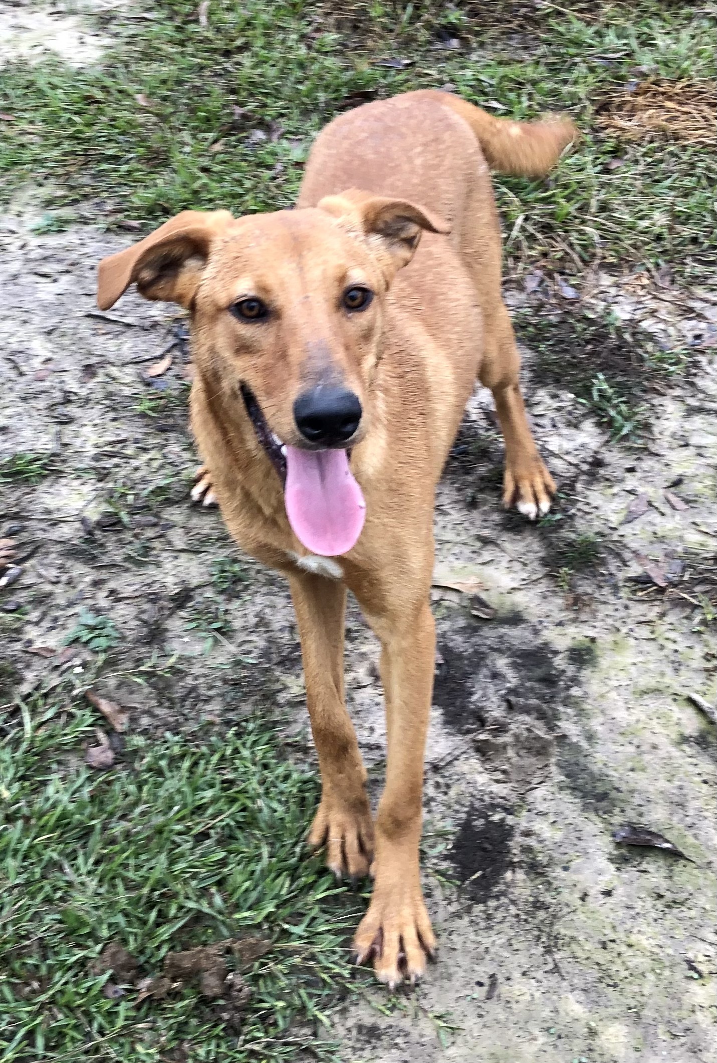 Willow, an adoptable Black Mouth Cur in Glenmora, LA, 71433 | Photo Image 1