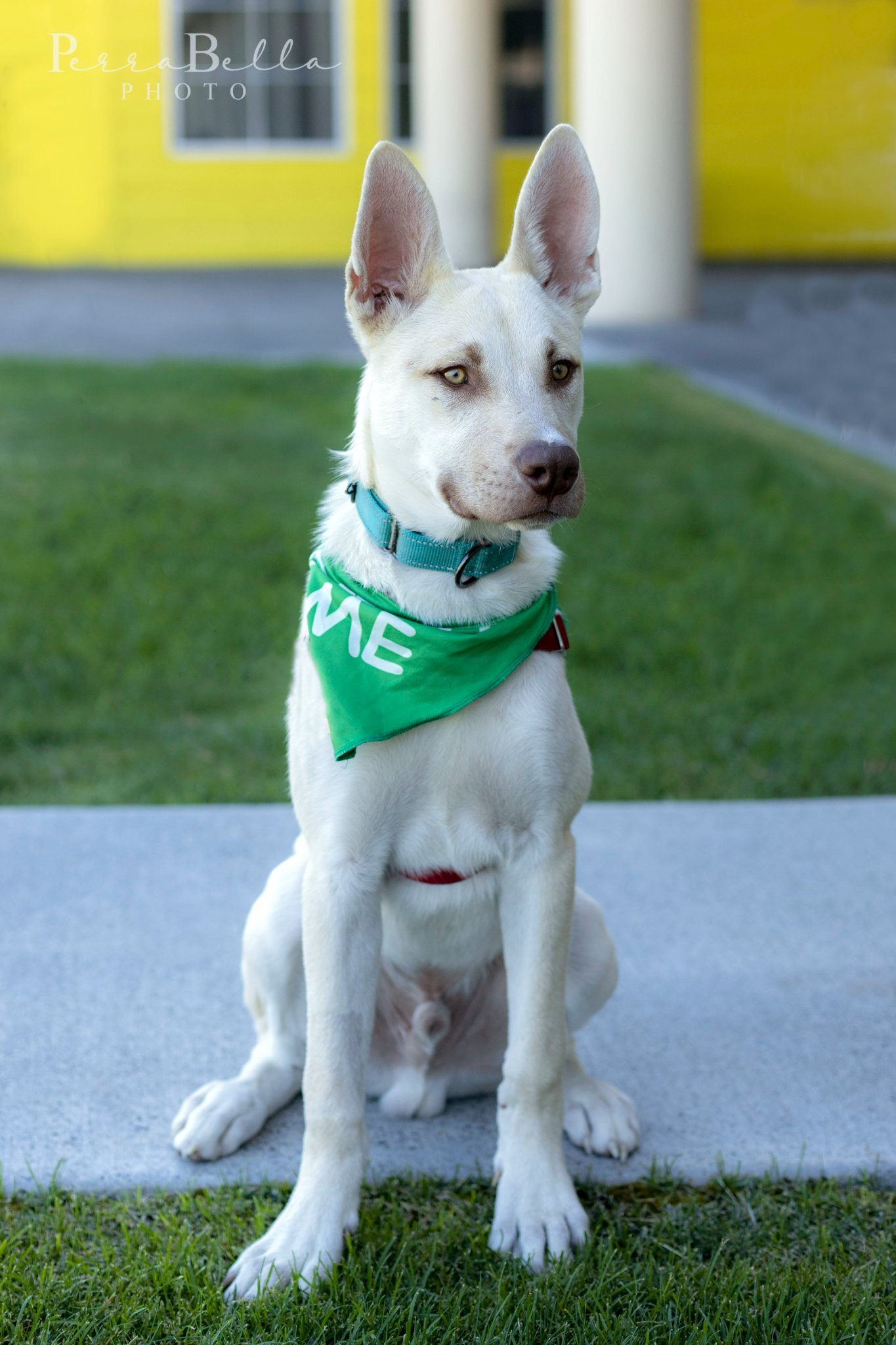 Styx, an adoptable Husky, Pit Bull Terrier in West Richland, WA, 99353 | Photo Image 1