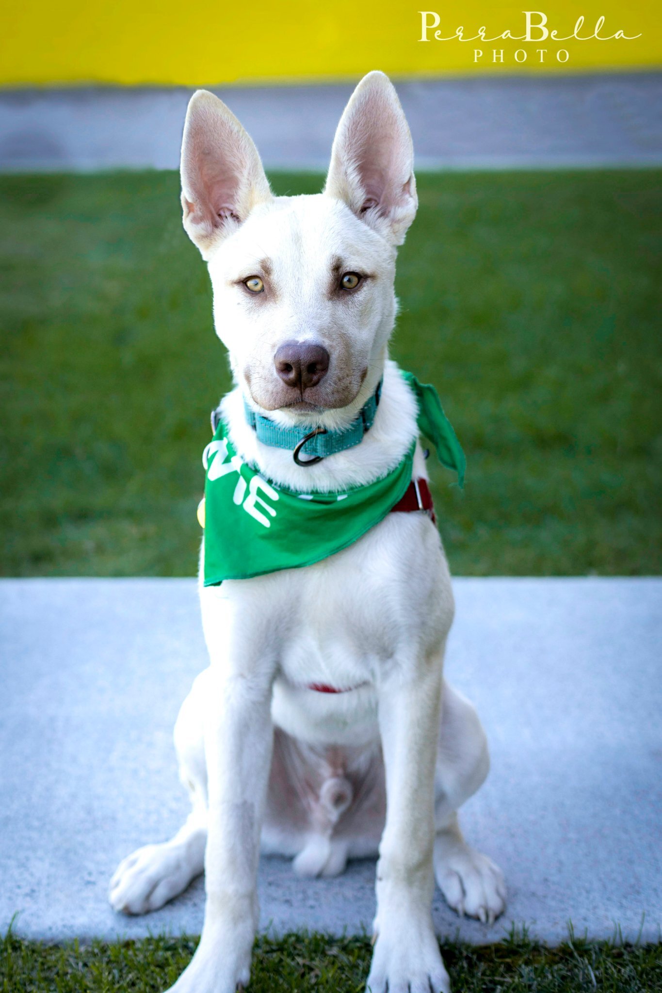Styx, an adoptable Husky, Pit Bull Terrier in West Richland, WA, 99353 | Photo Image 4