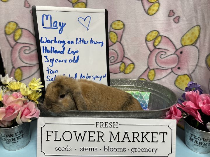 May, an adoptable Holland Lop in Columbia, SC_image-2