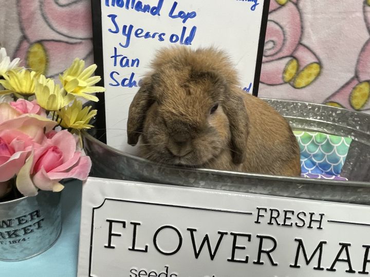 May, an adoptable Holland Lop in Columbia, SC_image-5