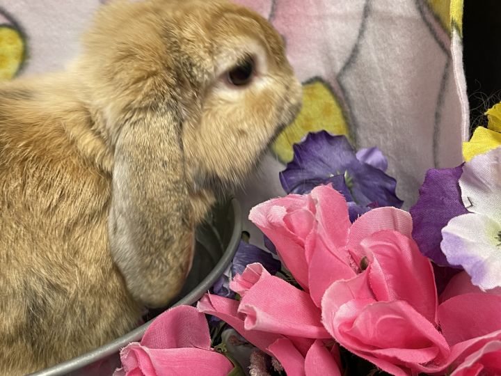 Leo, an adoptable Holland Lop in Columbia, SC_image-4