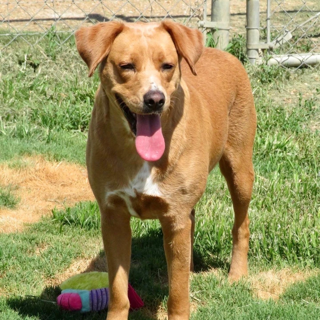 Abby, bonded with Max