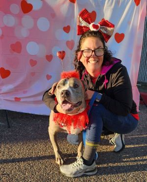 Dog for adoption - RANDY, a Boxer Mix in Phoenix, AZ