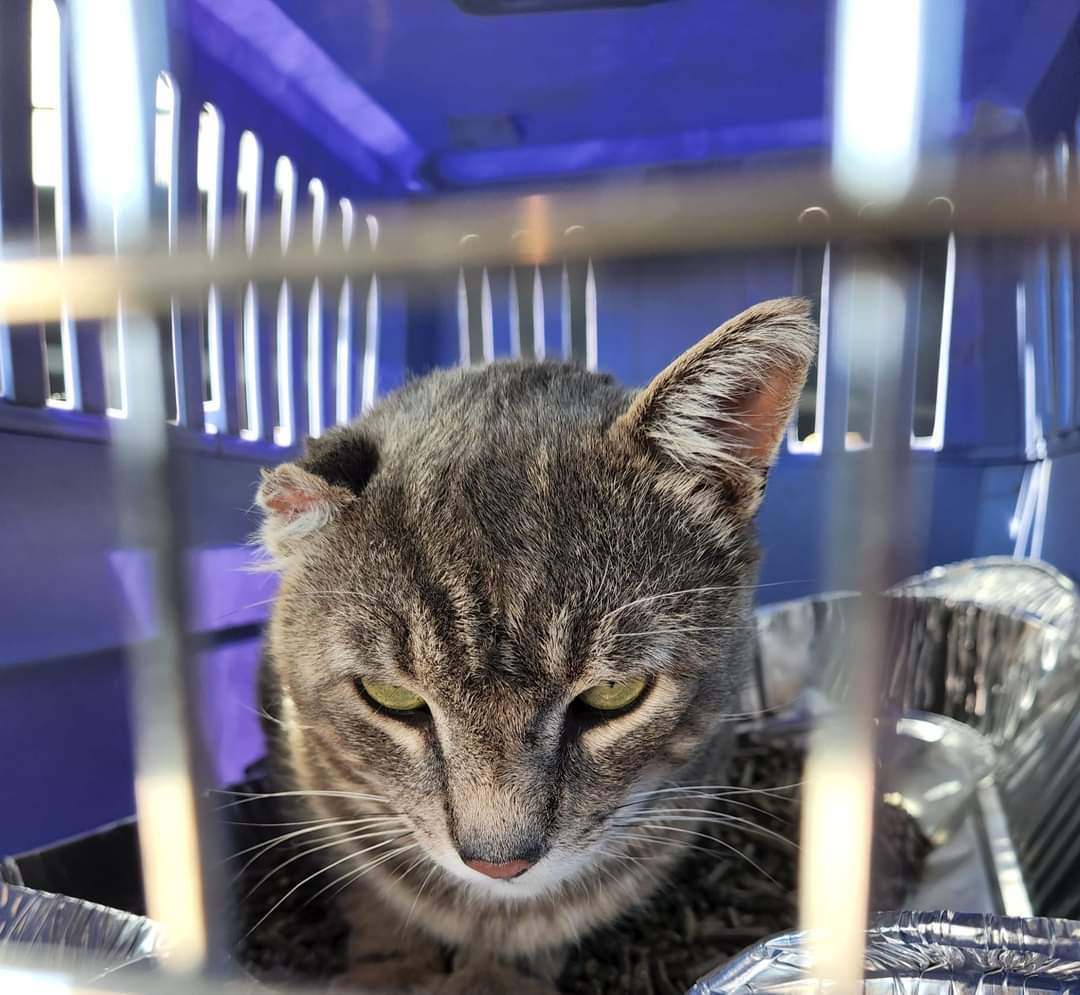 Cat for adoption Bogie, at Kincardine Pet Valu, a Domestic Short Hair