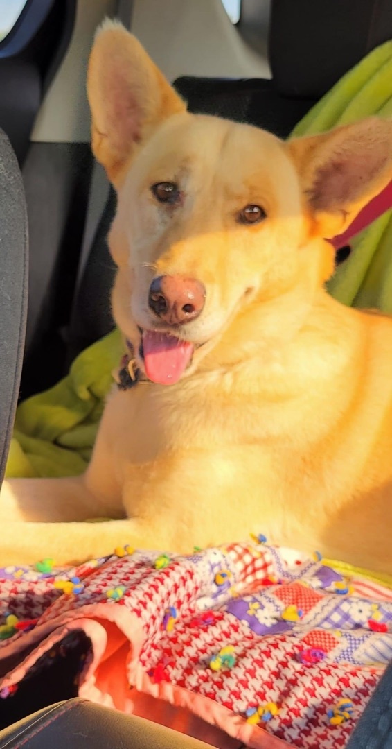 Flash, an adopted Shepherd & Labrador Retriever Mix in Rochester, NY_image-1