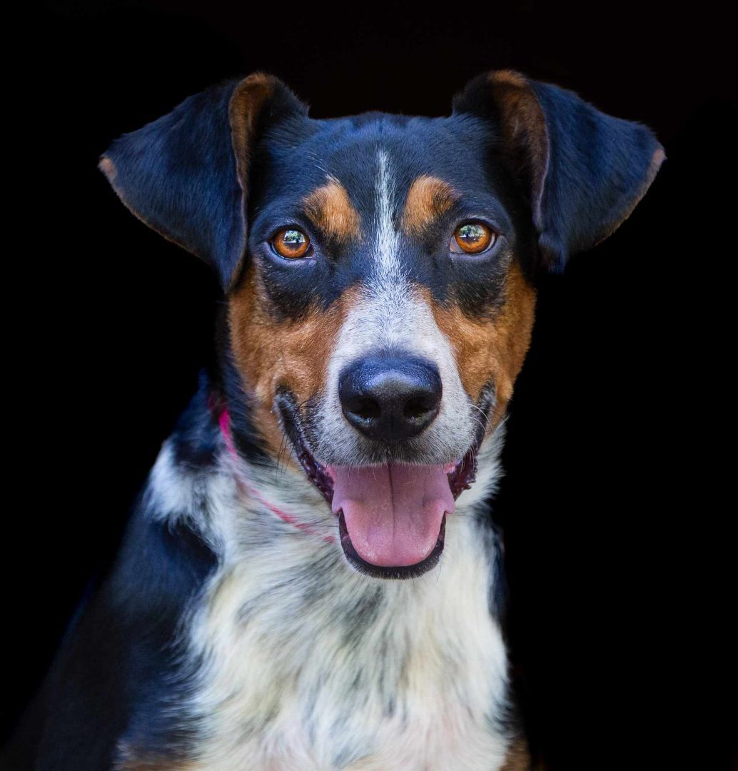 Murphy, an adoptable Cattle Dog in Charlottesville, VA, 22906 | Photo Image 1