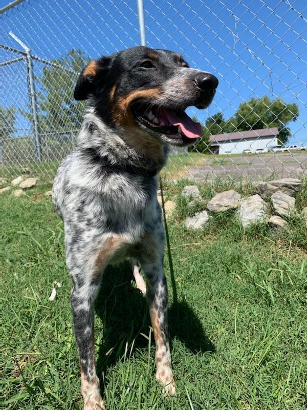 Dog for adoption - Bear, an Australian Cattle Dog / Blue Heeler in ...