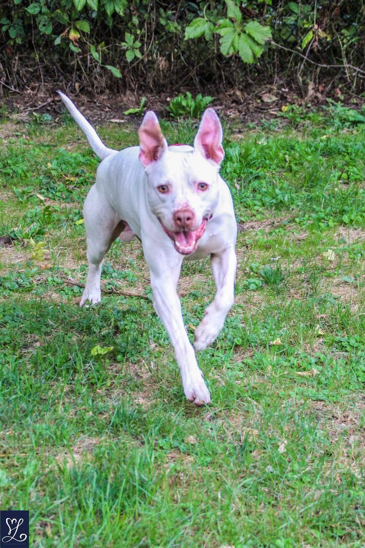ICEE, an adoptable Pit Bull Terrier in Rochester, NY, 14624 | Photo Image 2