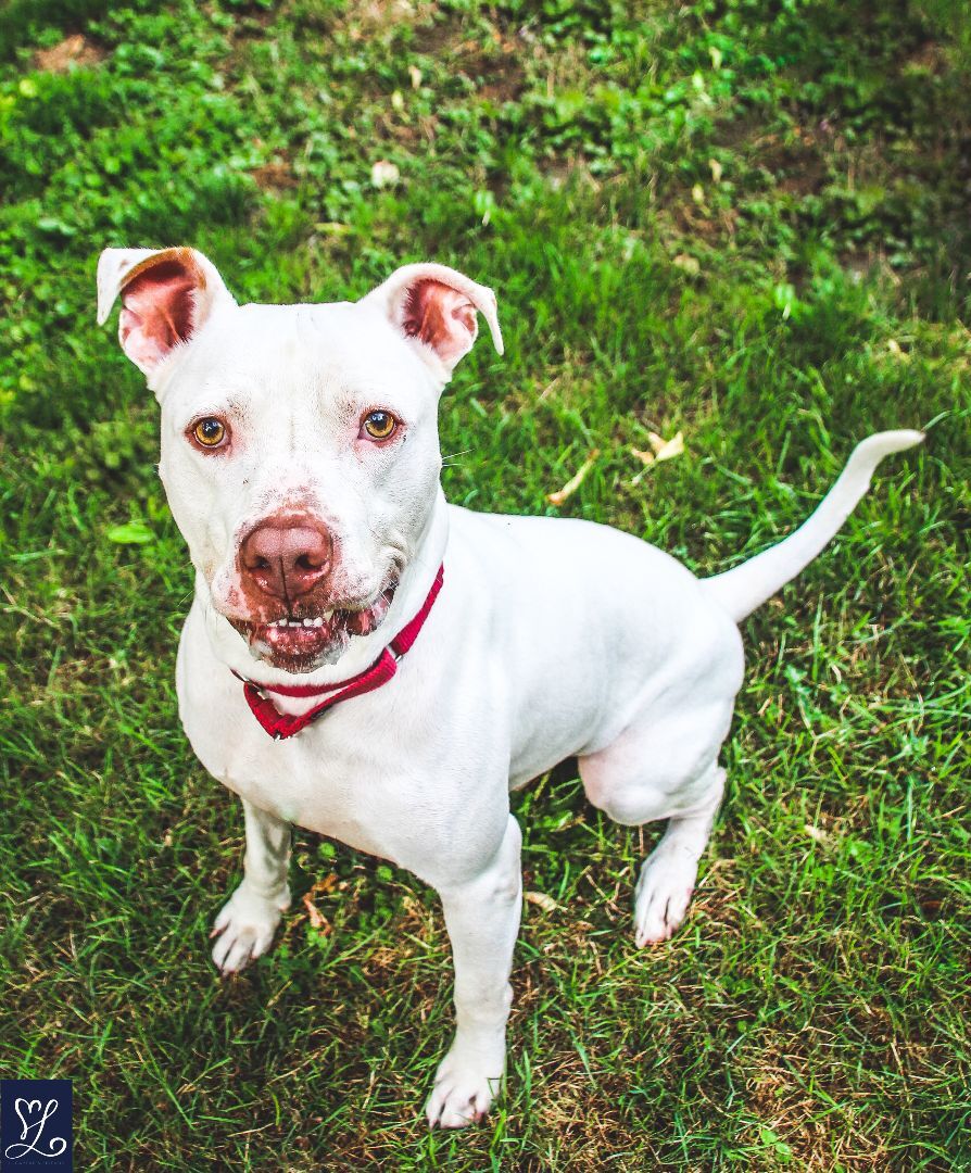 ICEE, an adoptable Pit Bull Terrier in Rochester, NY, 14624 | Photo Image 3
