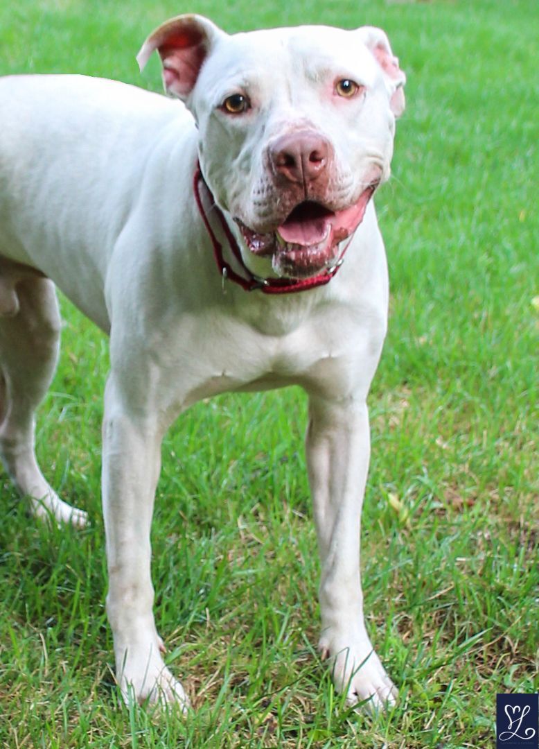 ICEE, an adoptable Pit Bull Terrier in Rochester, NY, 14624 | Photo Image 4