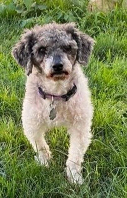 Petfinder 2024 toy poodle