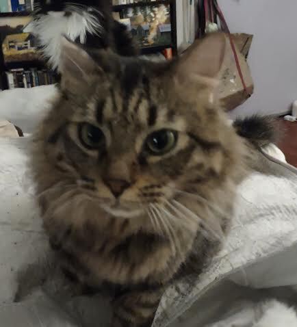 Bumble Bee SA MC, an adopted Maine Coon in New York, NY_image-1