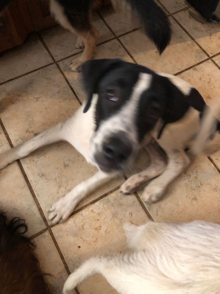 Beagle border collie lab hot sale mix