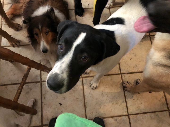 Beagle mixed with border sales collie