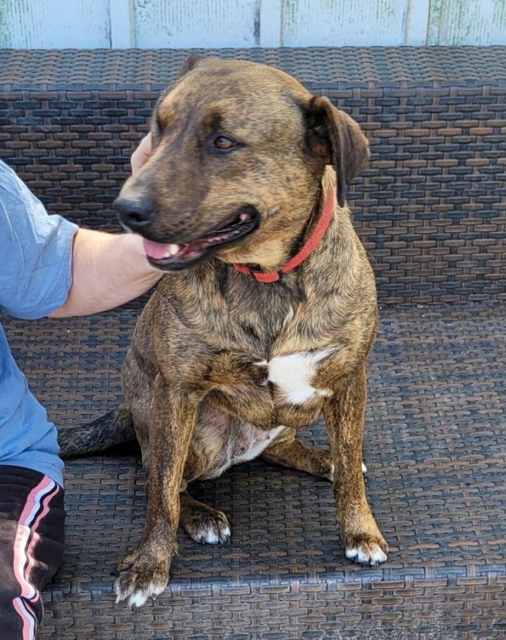 Plott hound rescue near 2024 me
