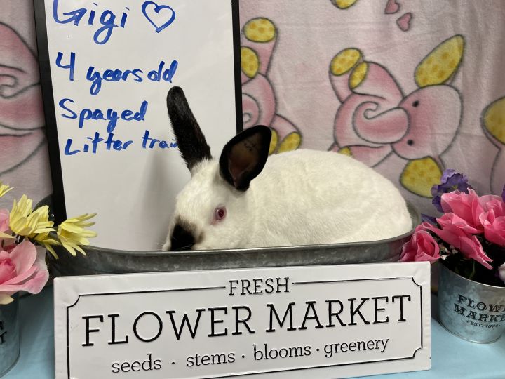 GiGi (Bugsy), an adopted Flemish Giant & New Zealand Mix in Columbia, SC_image-2