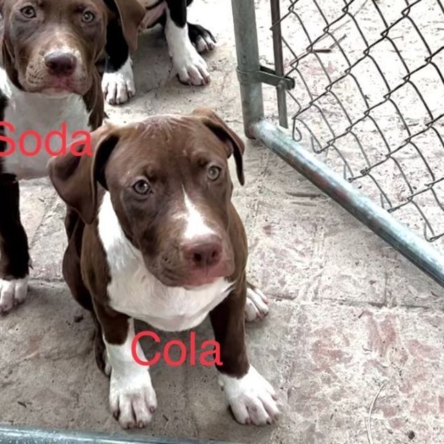 Cola