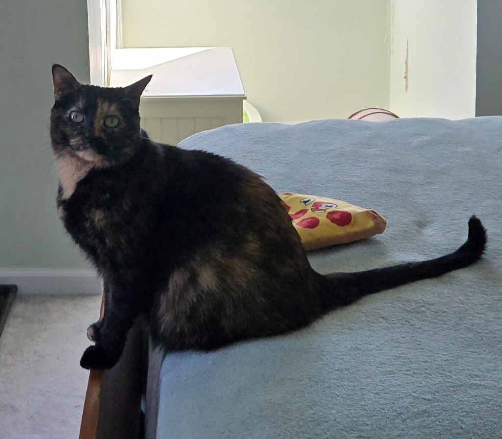 Mama Peeps f/k/a Freya, an adoptable Domestic Short Hair in Ballwin, MO, 63011 | Photo Image 1