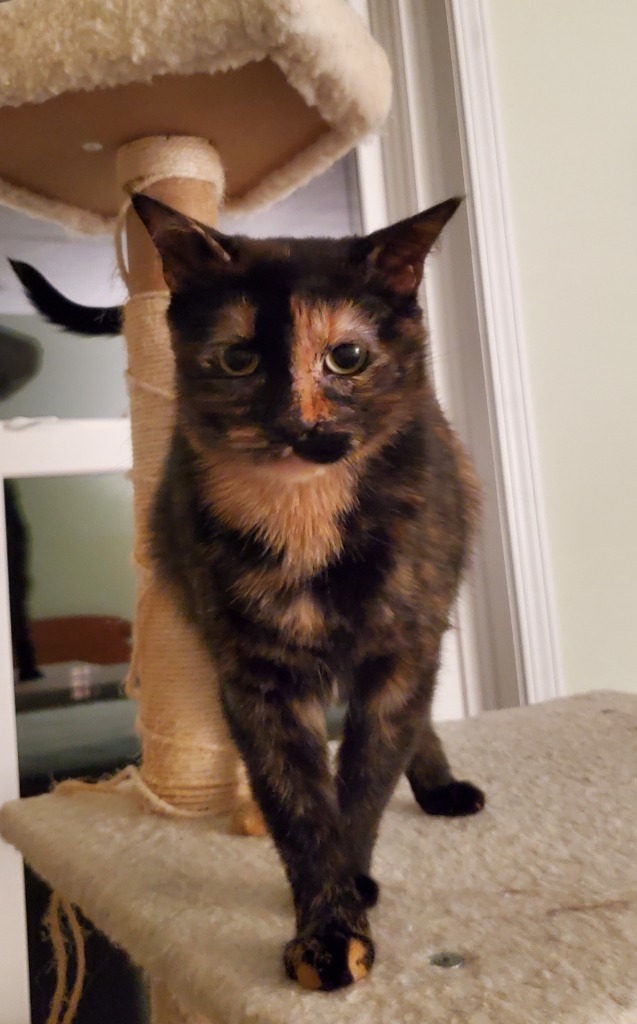 Mama Peeps f/k/a Freya, an adoptable Domestic Short Hair in Ballwin, MO, 63011 | Photo Image 4