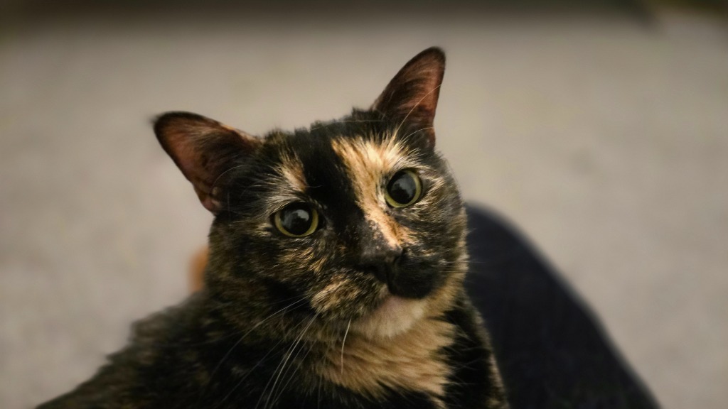 Mama Peeps f/k/a Freya, an adoptable Domestic Short Hair in Ballwin, MO, 63011 | Photo Image 5