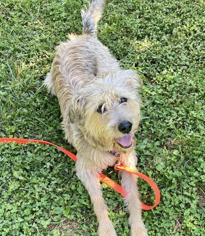 Dog for adoption - Denji, an Australian Shepherd & Wheaten Terrier Mix ...