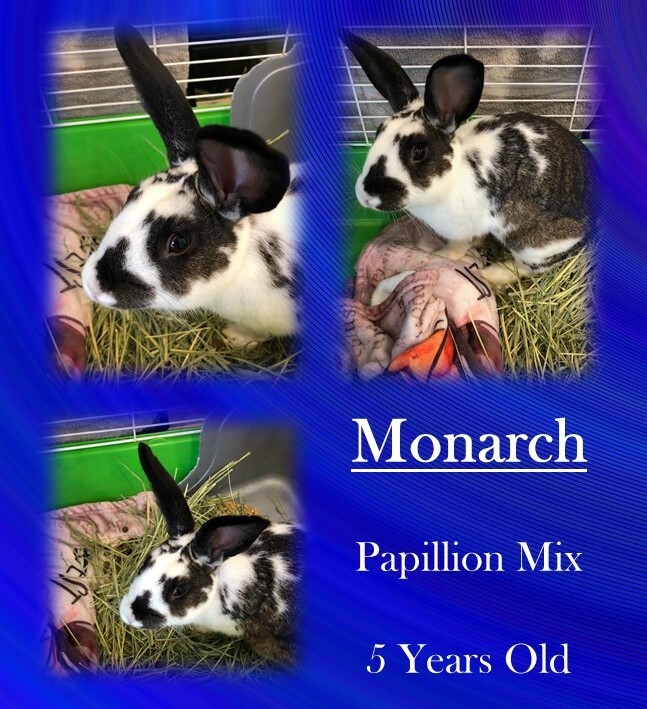 Monarch, an adopted Bunny Rabbit in Franklin, IN_image-1