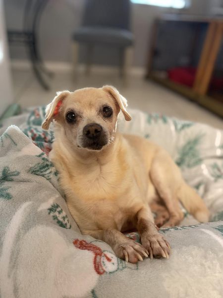 Rosie, an adoptable Terrier in Palm Harbor, FL, 34683 | Photo Image 1