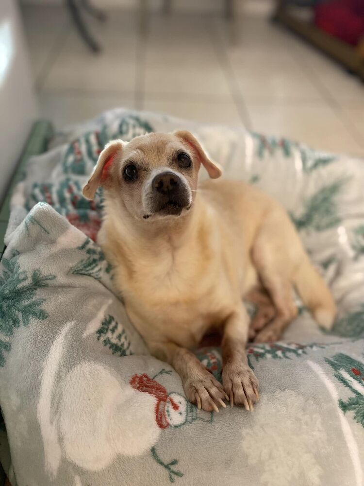 Rosie, an adoptable Terrier in Palm Harbor, FL, 34683 | Photo Image 2