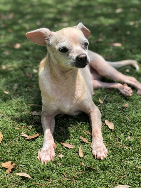 Rosie, an adoptable Terrier in Palm Harbor, FL, 34683 | Photo Image 3