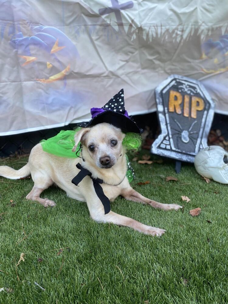 Rosie, an adoptable Terrier in Palm Harbor, FL, 34683 | Photo Image 4