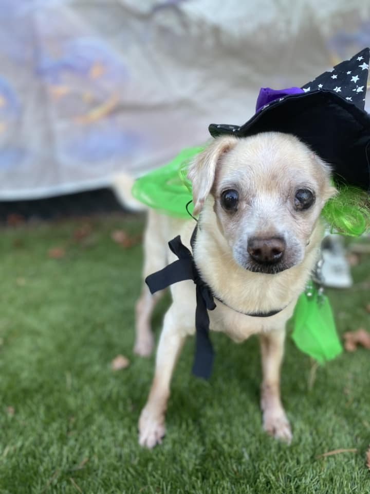 Rosie, an adoptable Terrier in Palm Harbor, FL, 34683 | Photo Image 5