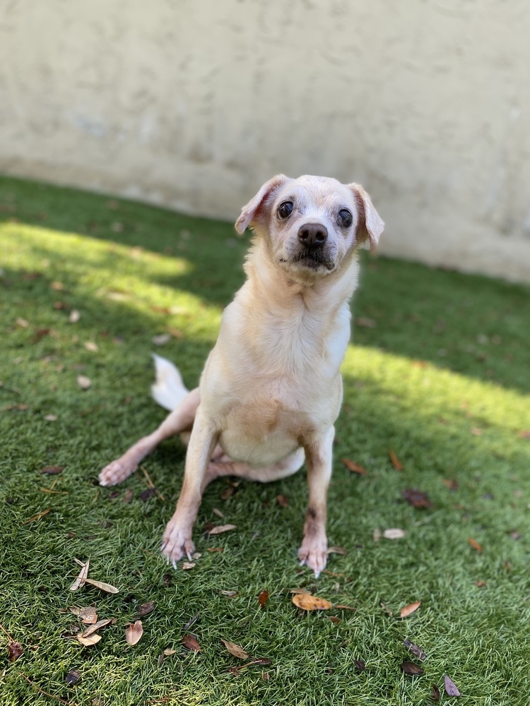 Rosie, an adoptable Terrier in Palm Harbor, FL, 34683 | Photo Image 6