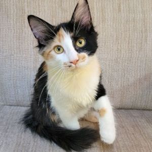 special needs cats for adoption mn