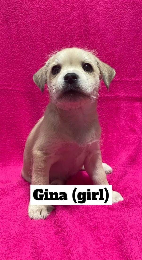 Gina (Pixie Six)